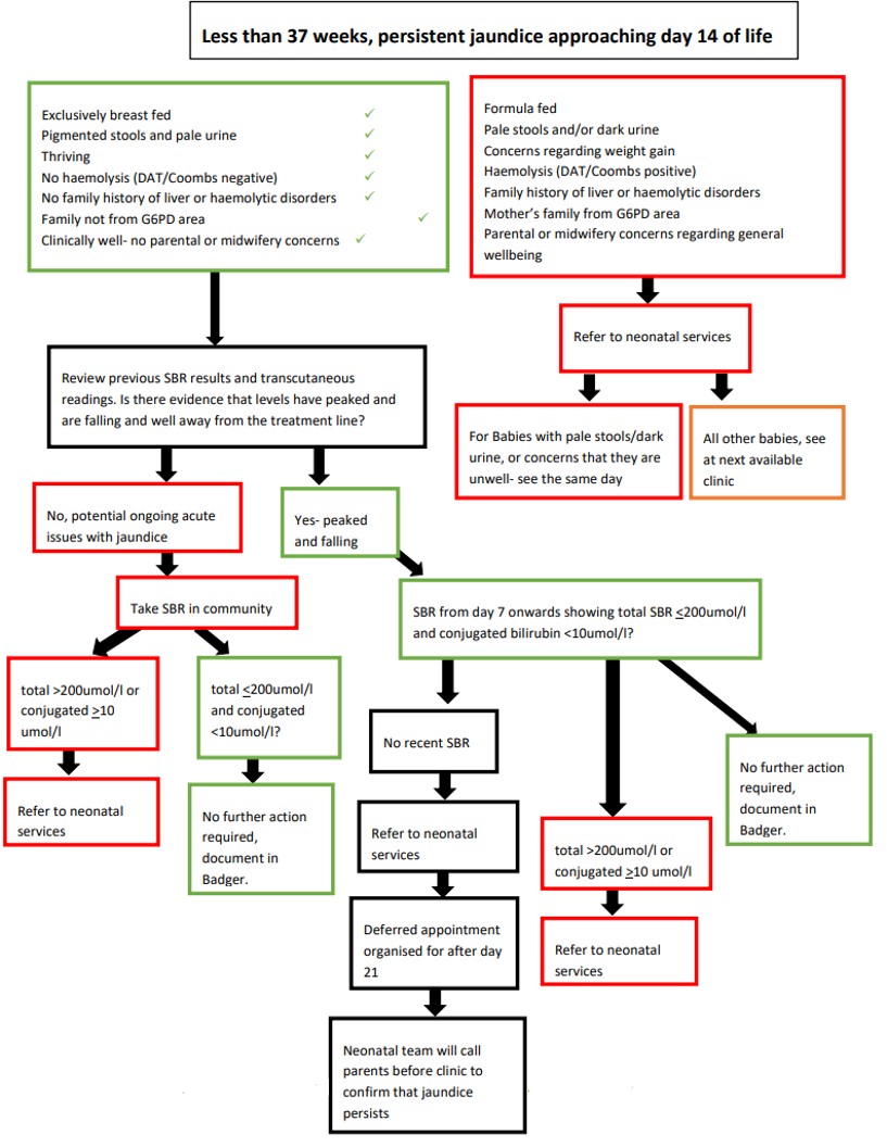 Less than 37 weeks, persistent jaundice approaching day 14 of life flowchart