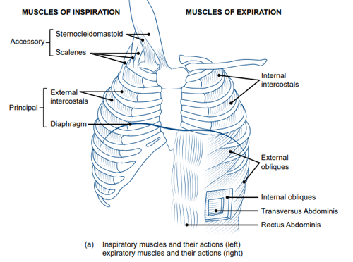 The diagram shows the ribs and lungs. On the left hand side, the muscles involved in inspiration are listed. From top to bottom, these are the sternocleidomastoid, scalenes, external intercostals and diaphragm. On the right are the muscles involved in expiration. From top to bottom these are the internal intercostals, external obliques, internal obliques, transversus Abdominis and Rectus Abdominis.